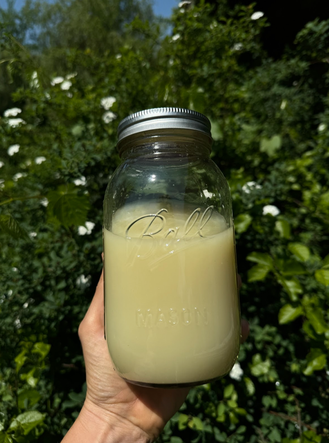 Homemade Ginger Shots