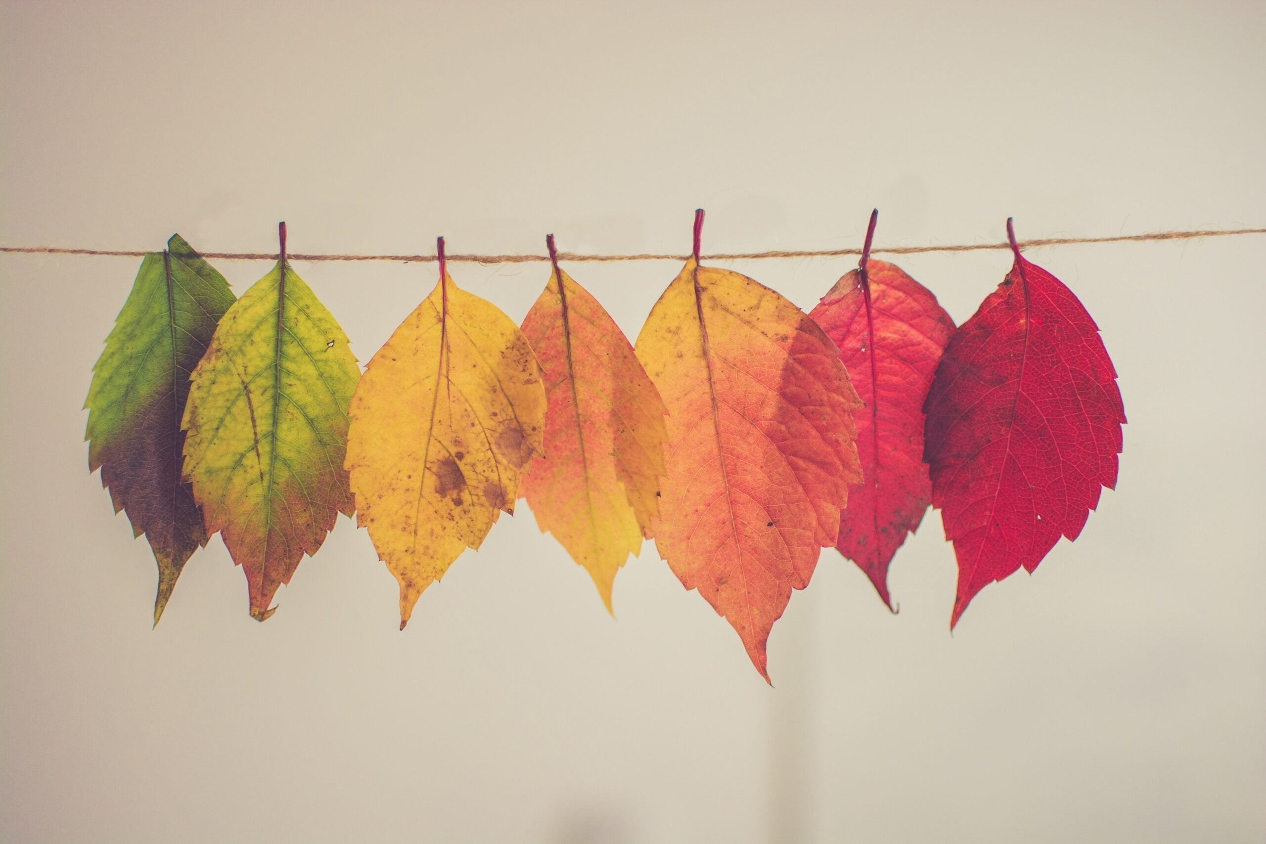 Seven leaves hanging on a twine showing a color gradient from green to yellow, orange, and red against a neutral background