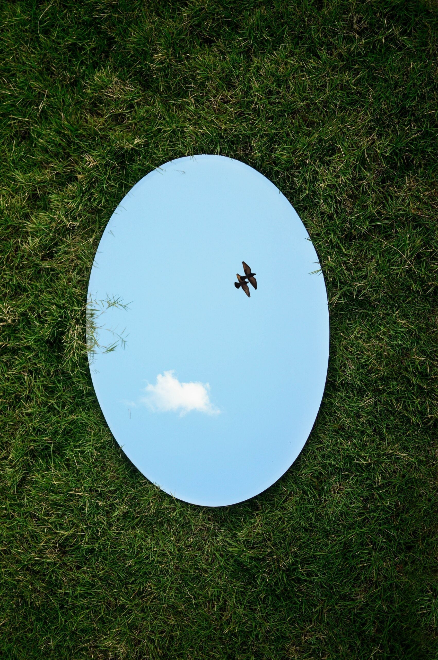Oval mirror lying on grass reflecting blue sky with a single cloud and a bird in flight