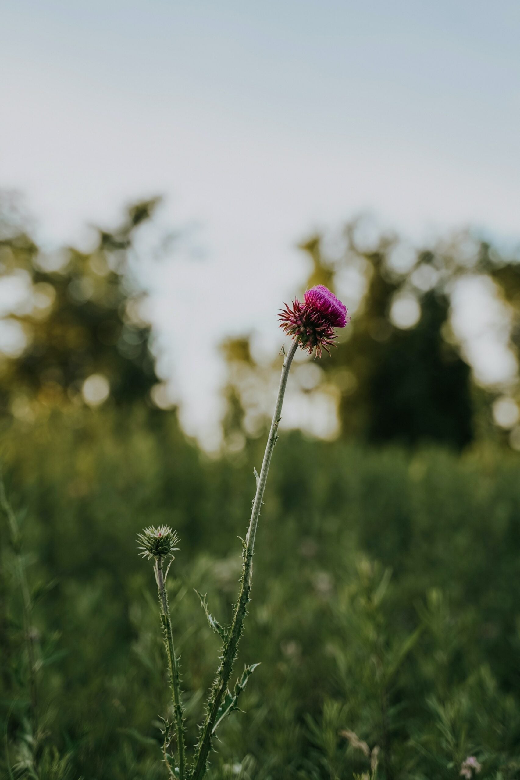 Pink thistle flower standing alone in a green meadow with blurred trees and pale sky