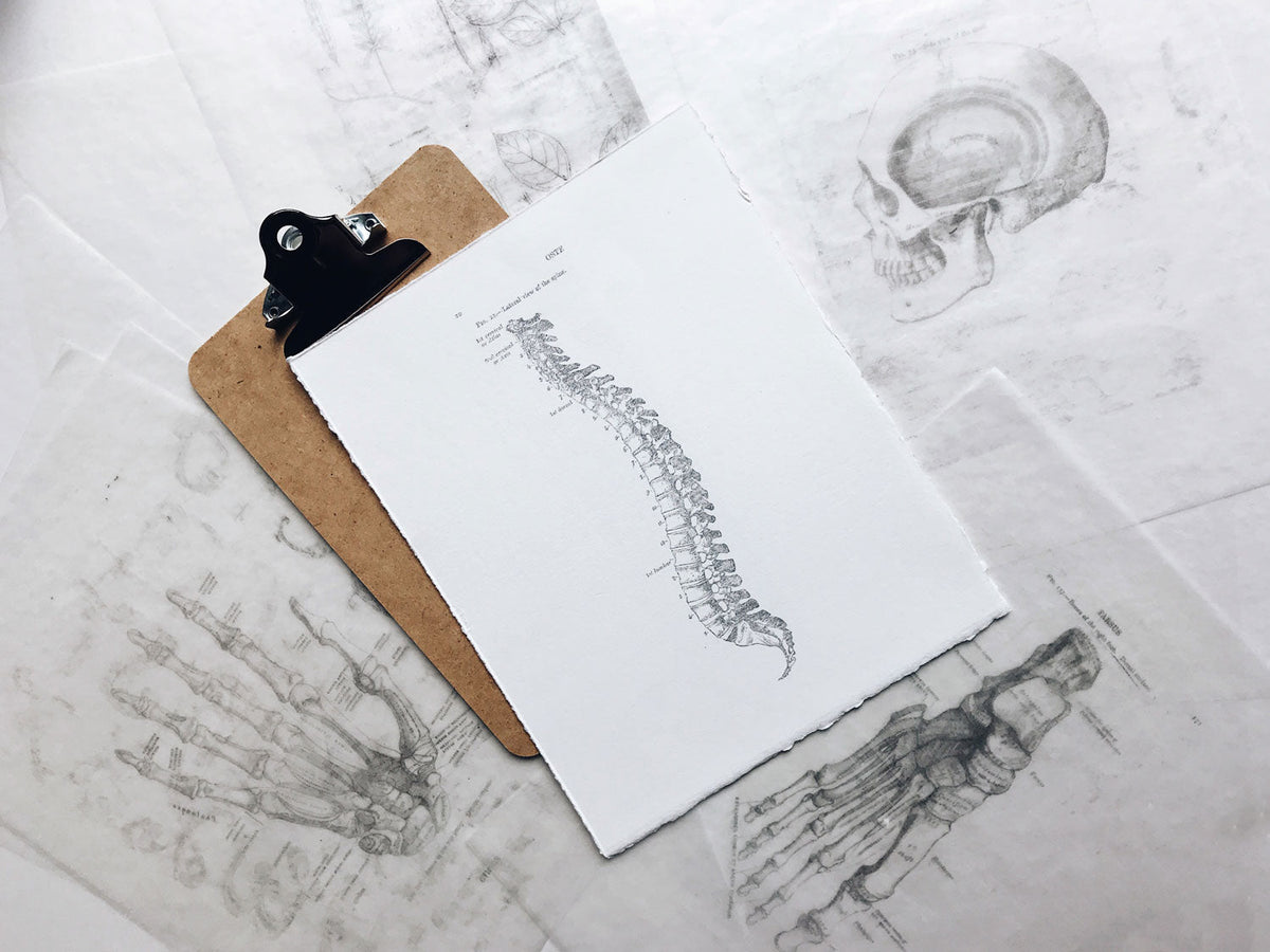 Anatomical spine illustration on a paper clipped to a clipboard, lying on translucent skull and hand bone sketches