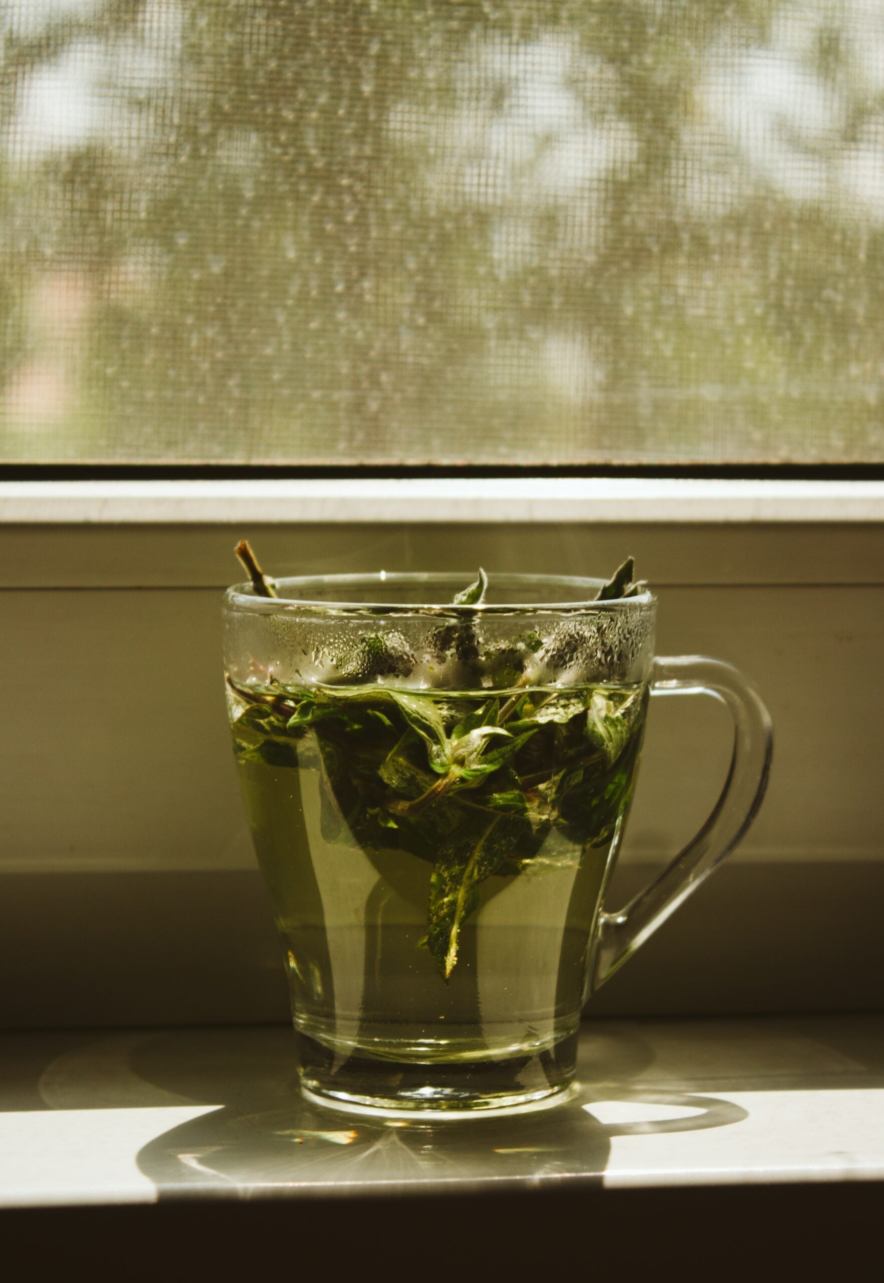 Glass mug of steaming peppermint tea with fresh leaves on a sunlit windowsill