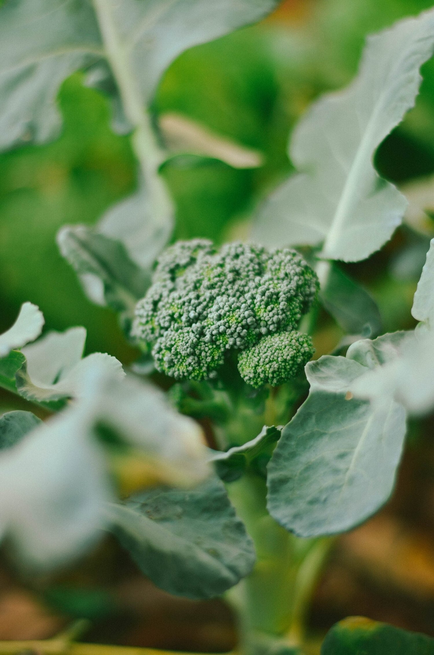 Close-up of a broccoli head growing in a garden with surrounding green leaves and a soft blurred background