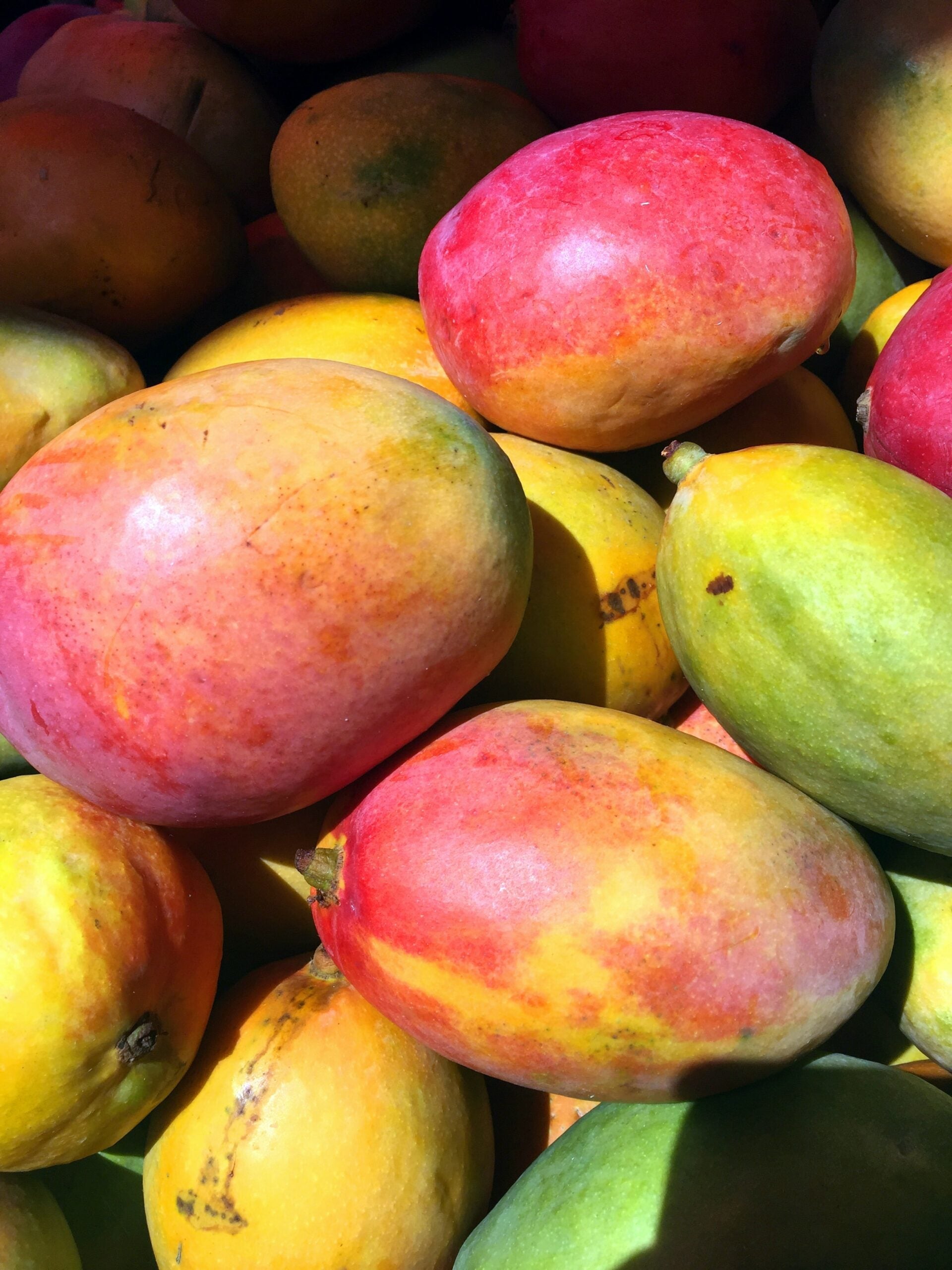 Close-up of ripe mangoes showcasing red, yellow, and green skins with sunlit highlights and shadow