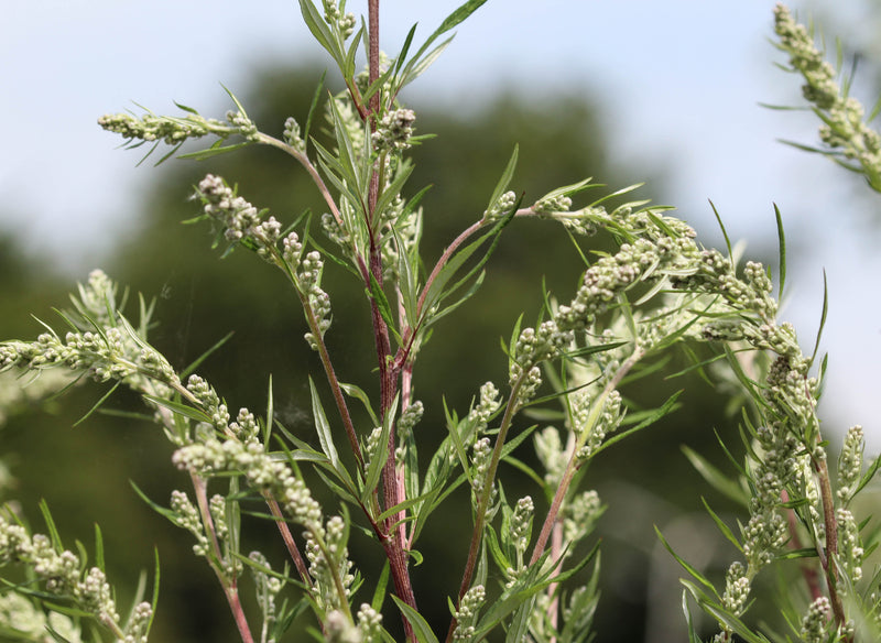 Close-up of mugwort stems showcasing narrow leaves and pale green buds with a blurred green background