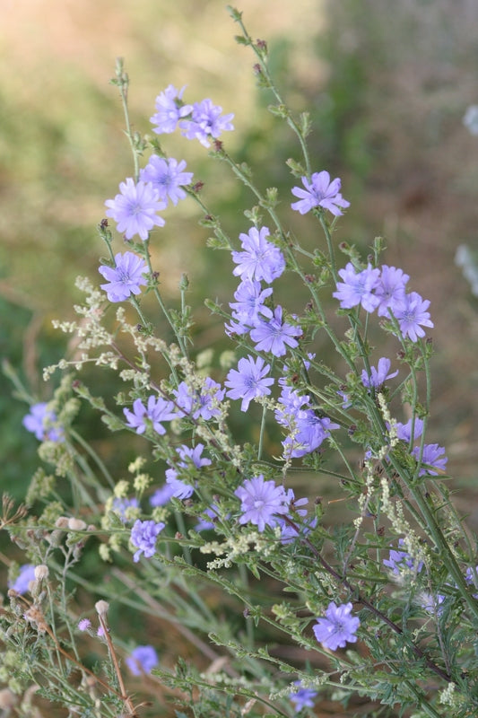 Lavender-blue chicory wildflowers blooming on slender stems against a soft sunlit meadow background