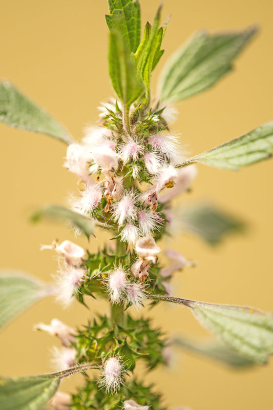 Close-up of motherwort stem showing clusters of fuzzy pale pink flowers and serrated green leaves against a soft beige background