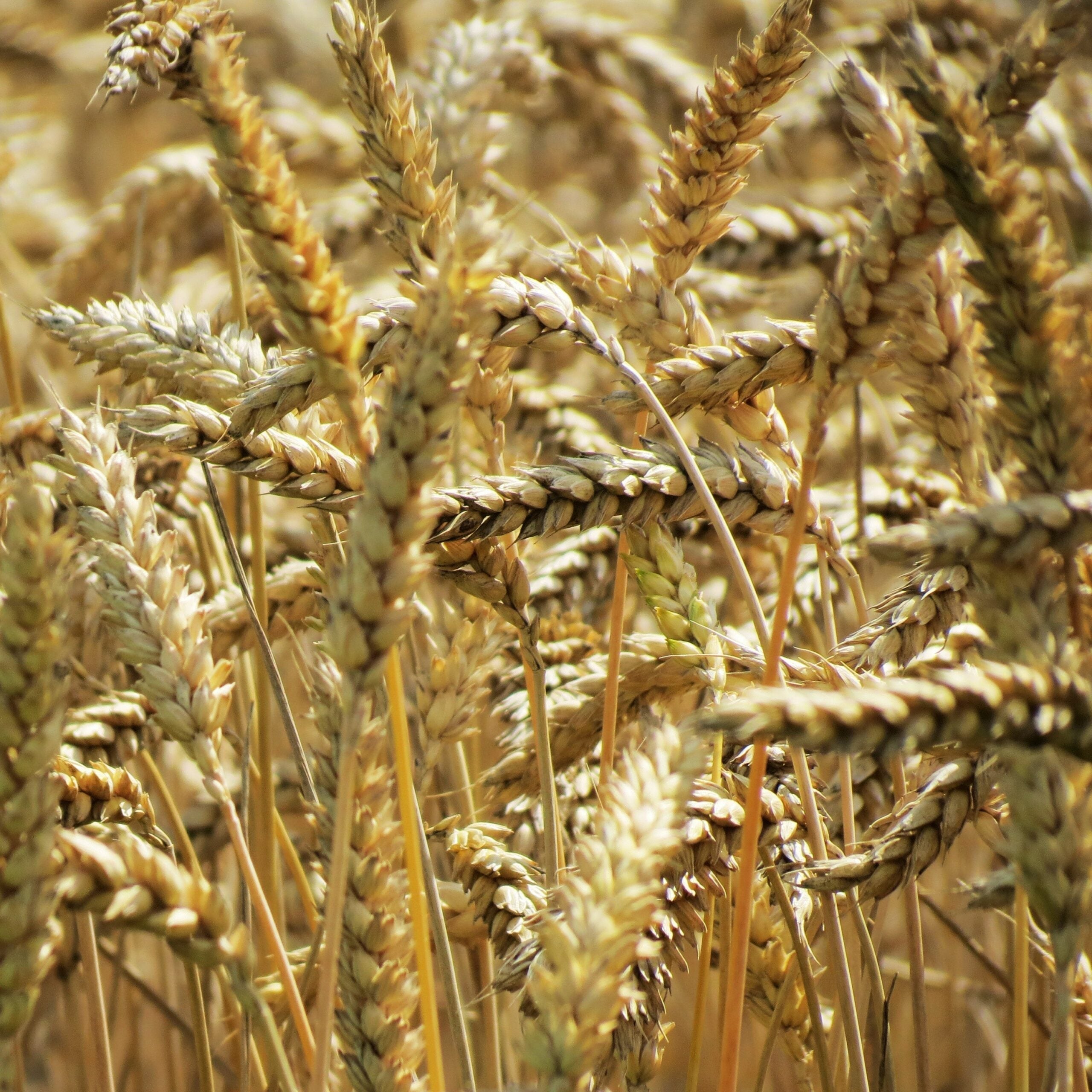 Close-up of golden barley heads in a sunlit field