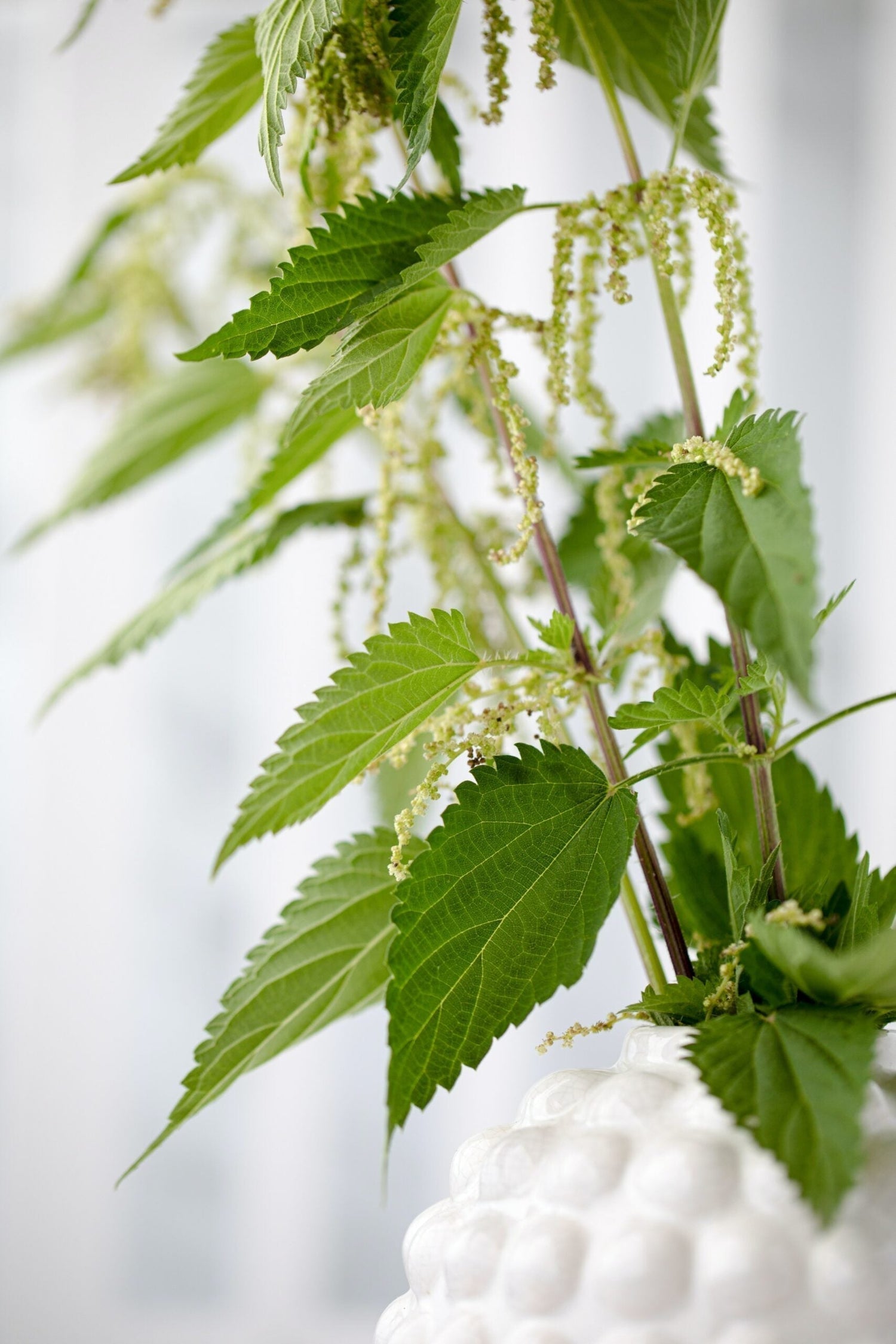 Stinging nettle sprigs with slender hanging flower clusters in a white ceramic vase against a soft blurred background
