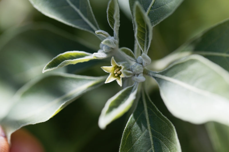 Close-up of ashwagandha flower and fuzzy gray-green leaves in soft natural light