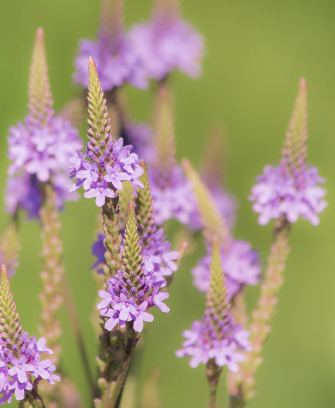Close-up of blue vervain flower spikes with small purple blossoms against a soft green background