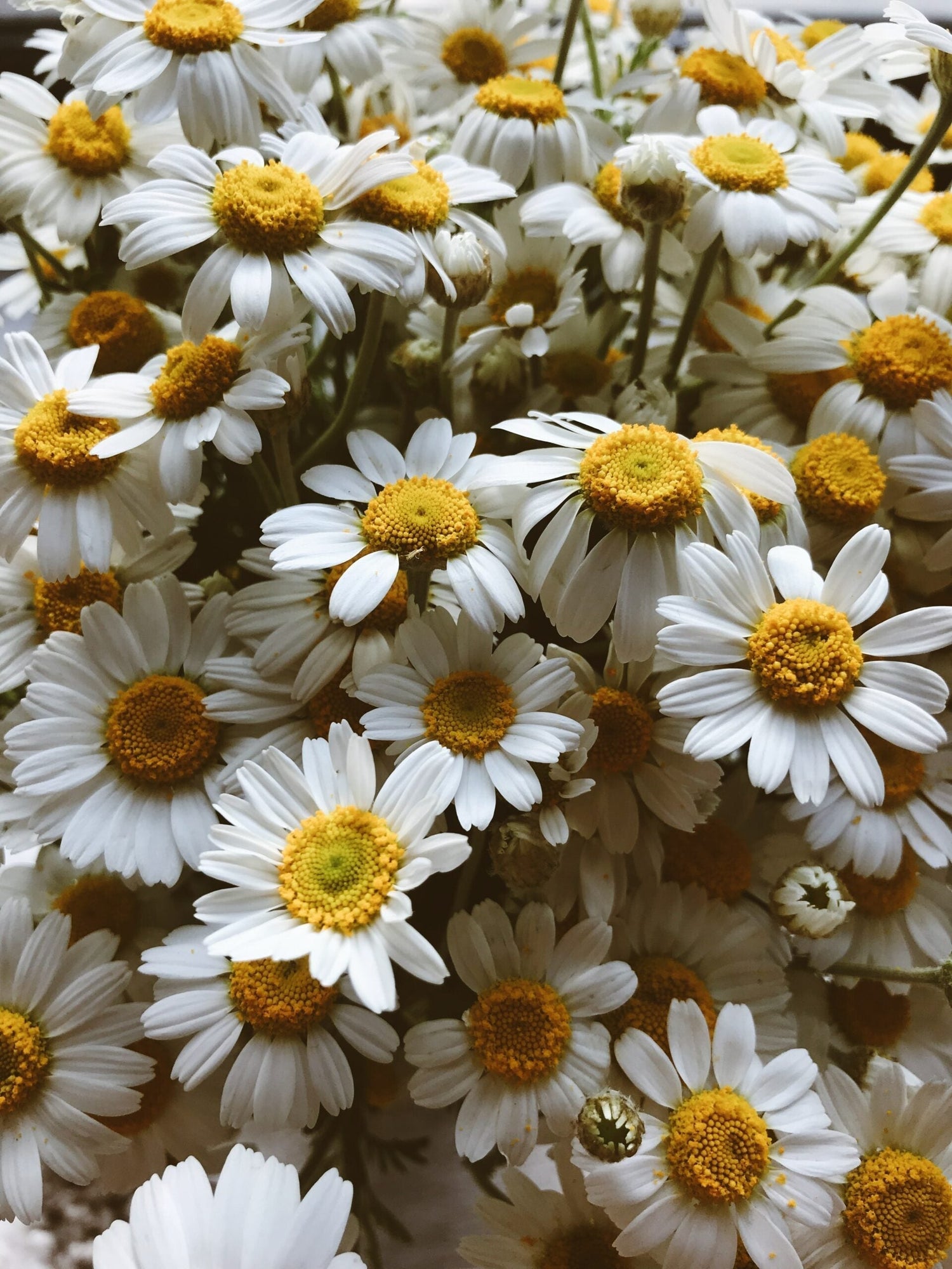 Close-up of chamomile flowers with white petals and yellow centers filling the frame