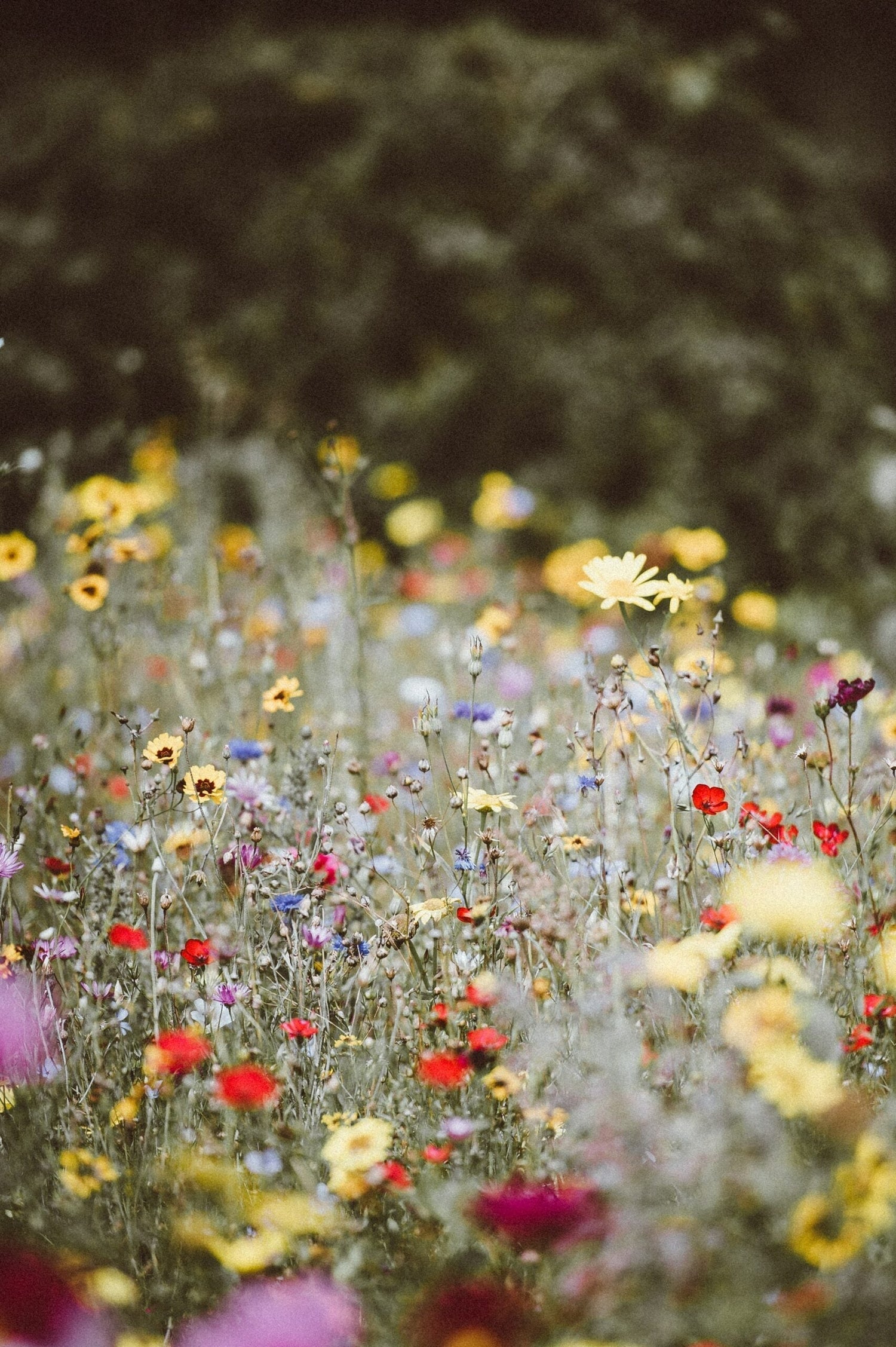Wildflower meadow in soft focus with scattered yellow, red, and purple blooms against a blurred tree background