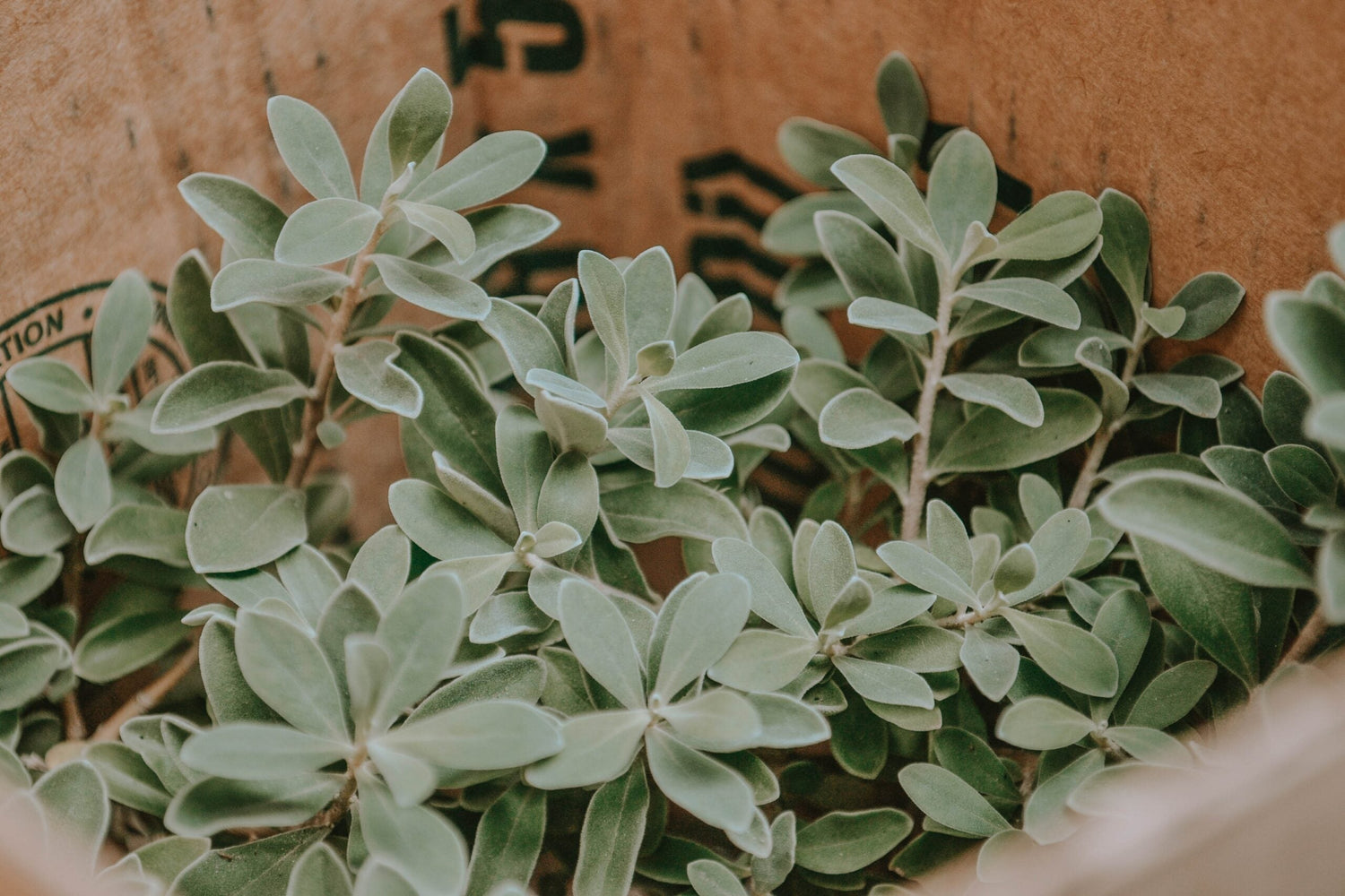 Close-up of sage leaves clustered in a cardboard box