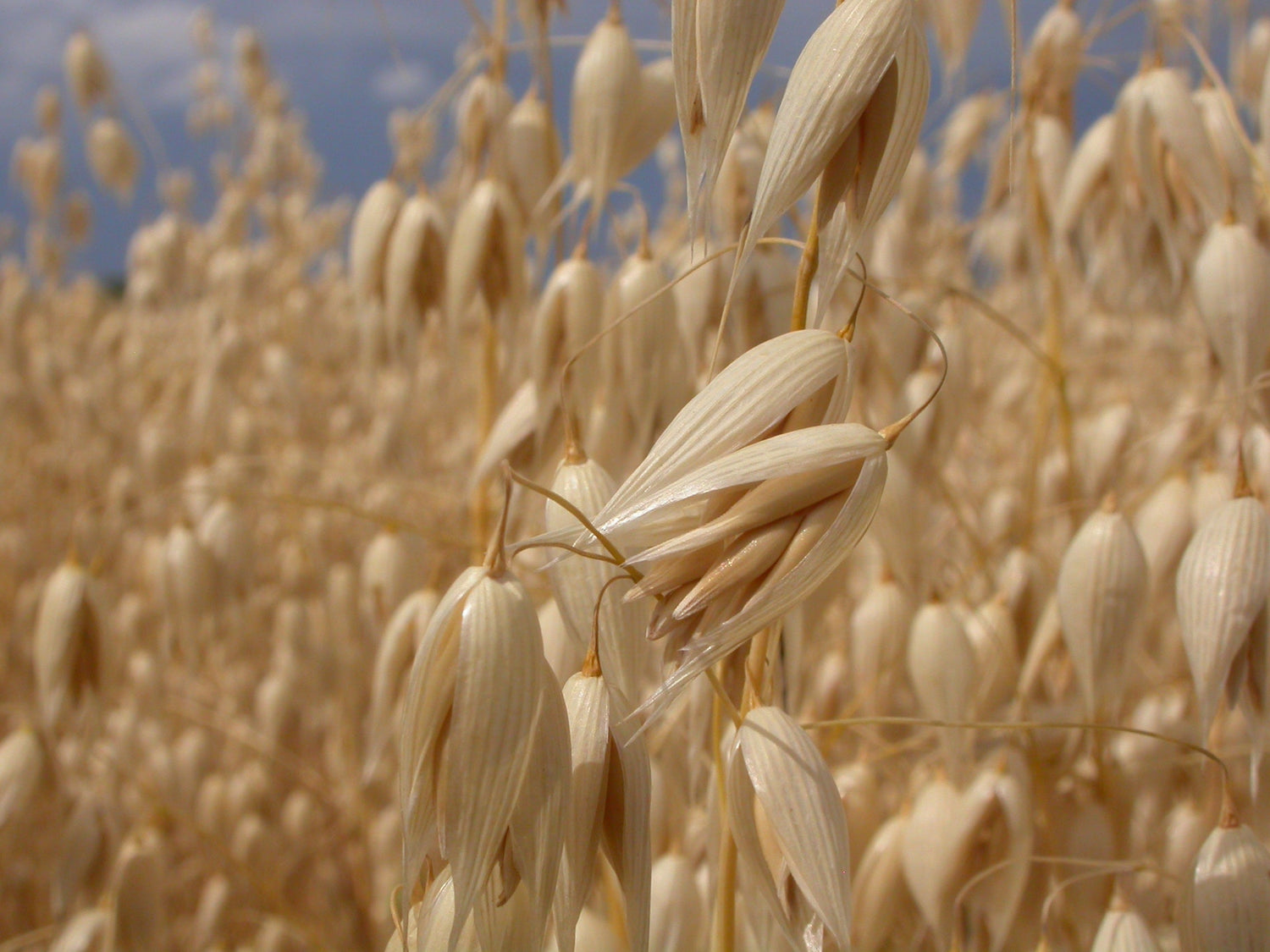 Close-up of oatstraw seed heads in a sunlit field