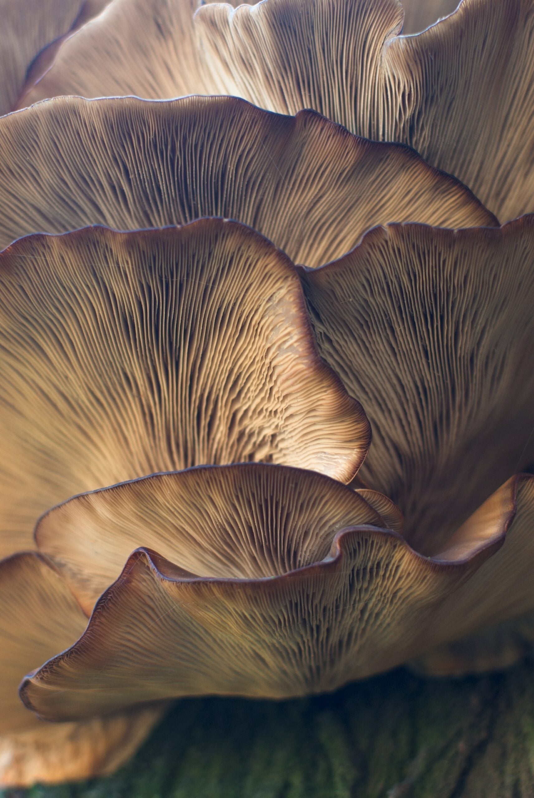 Close-up of layered mushroom caps showing detailed gills and warm golden light