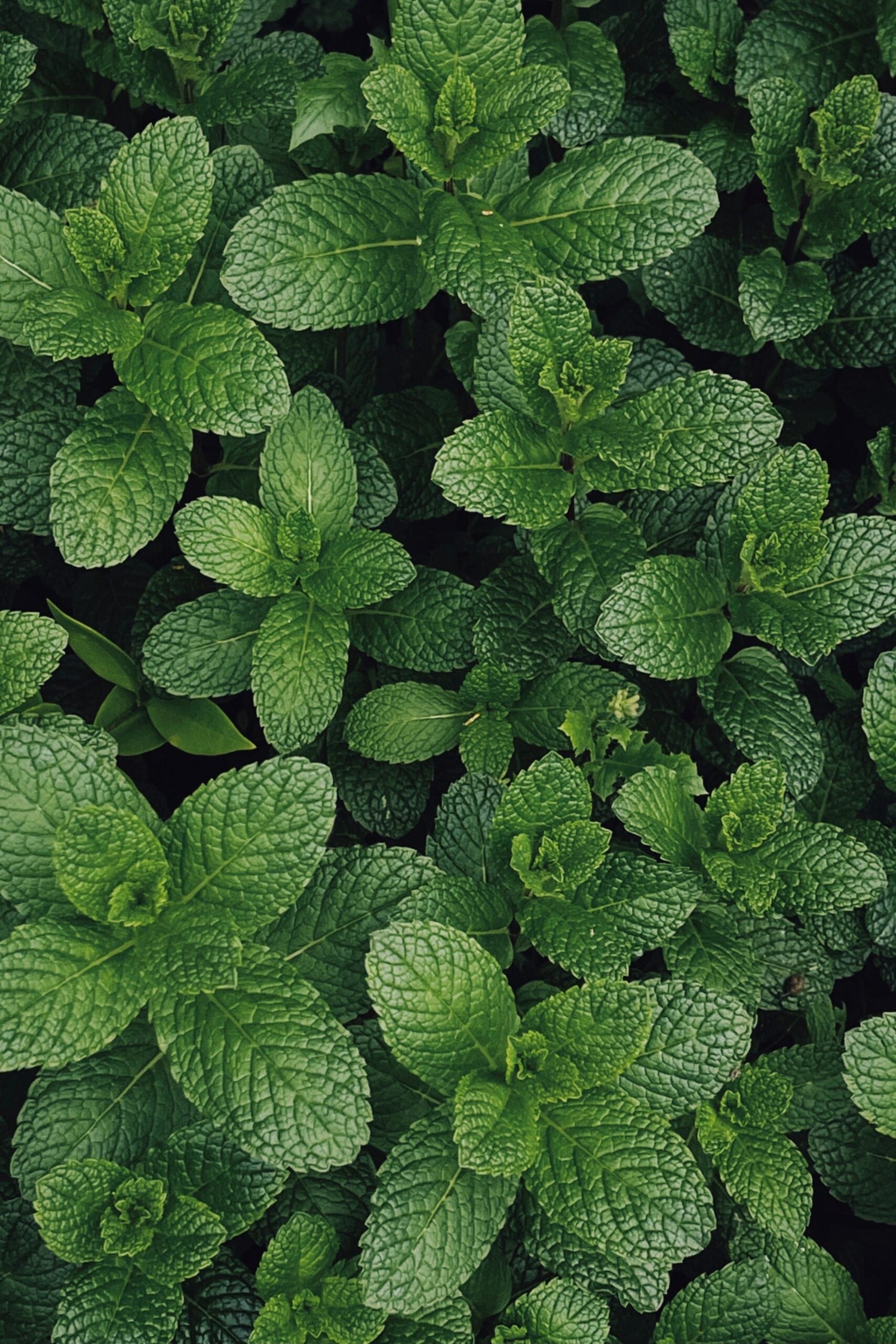 Close-up of spearmint leaves filling the frame in a lush green garden