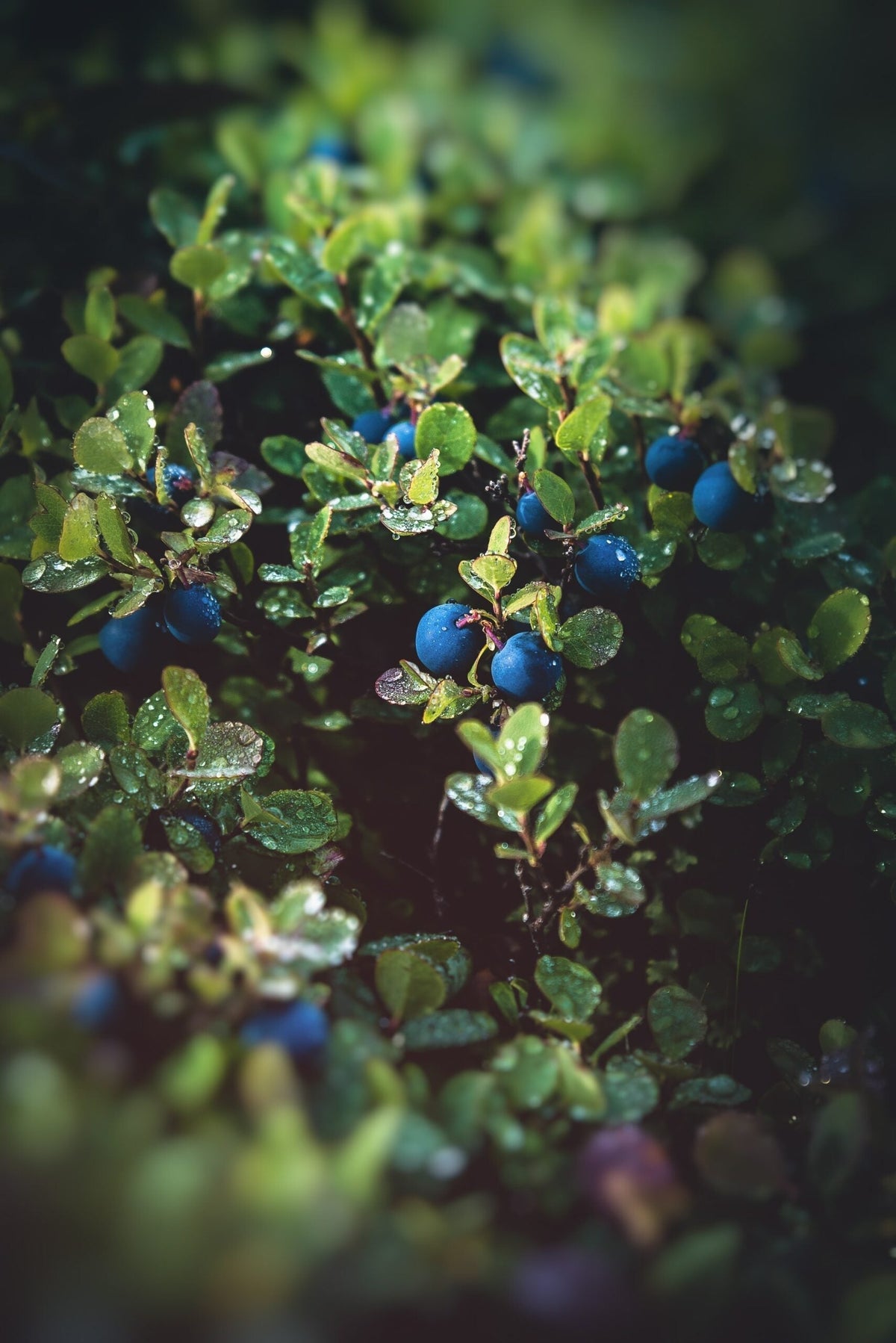 Blueberries and green leaves covered in water droplets on a bush