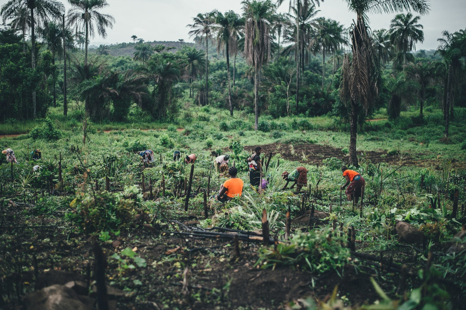 Farm workers harvesting herbs in a tropical field with palm trees and rolling hills in the background