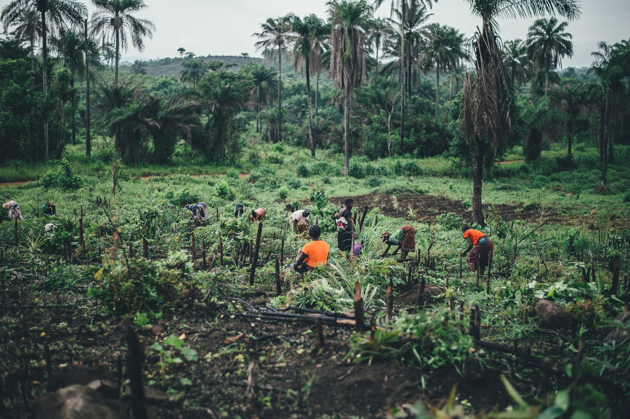 Farm workers harvesting herbs in a tropical field with palm trees and rolling hills in the background