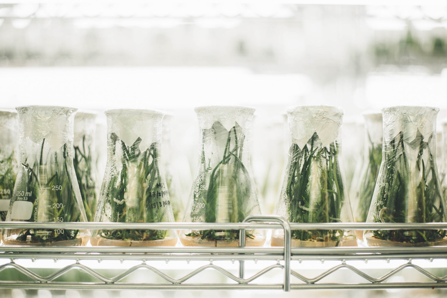 Plant cuttings in Erlenmeyer flasks sit on a metal rack in a bright laboratory greenhouse