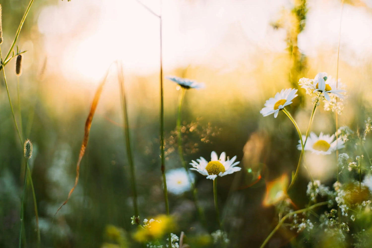 Daisies blooming in a sunlit meadow at golden hour with soft-focus grasses