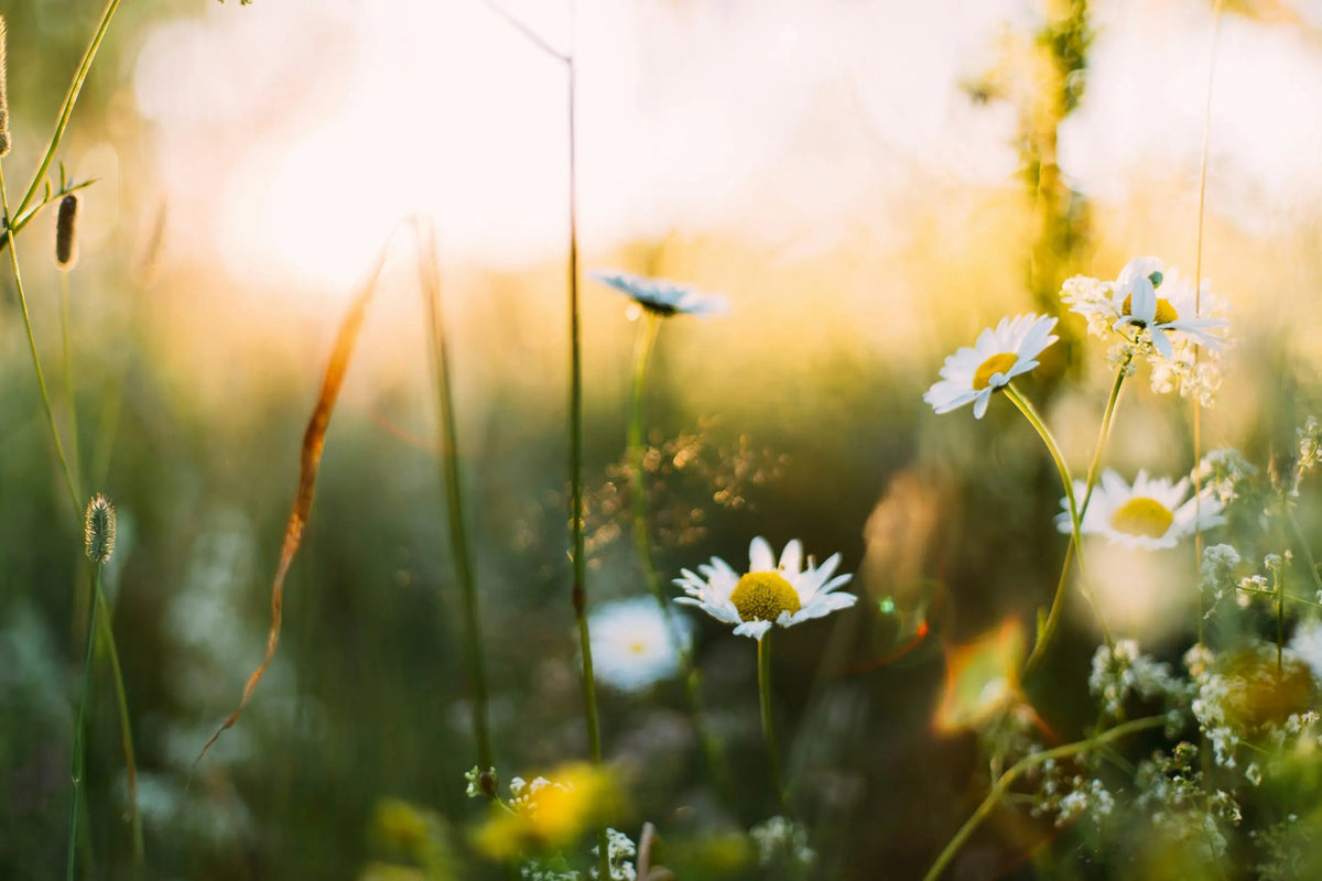 Daisies blooming in a sunlit meadow at golden hour with soft-focus grasses