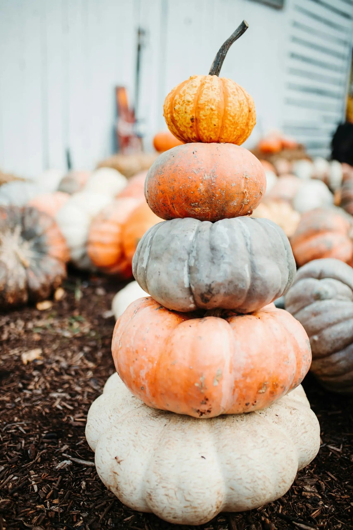 Stack of pumpkins with a small orange gourd atop gray and pale orange pumpkins at a pumpkin patch