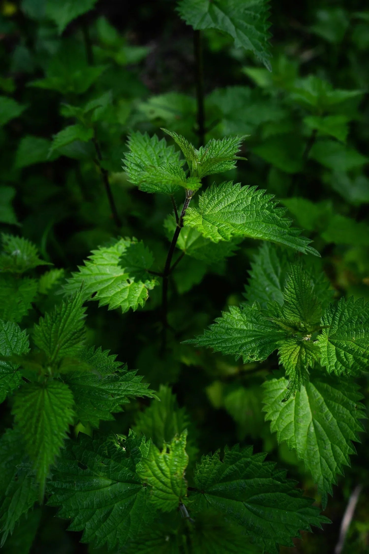 Stinging nettle stems with serrated green leaves in shaded woodland undergrowth