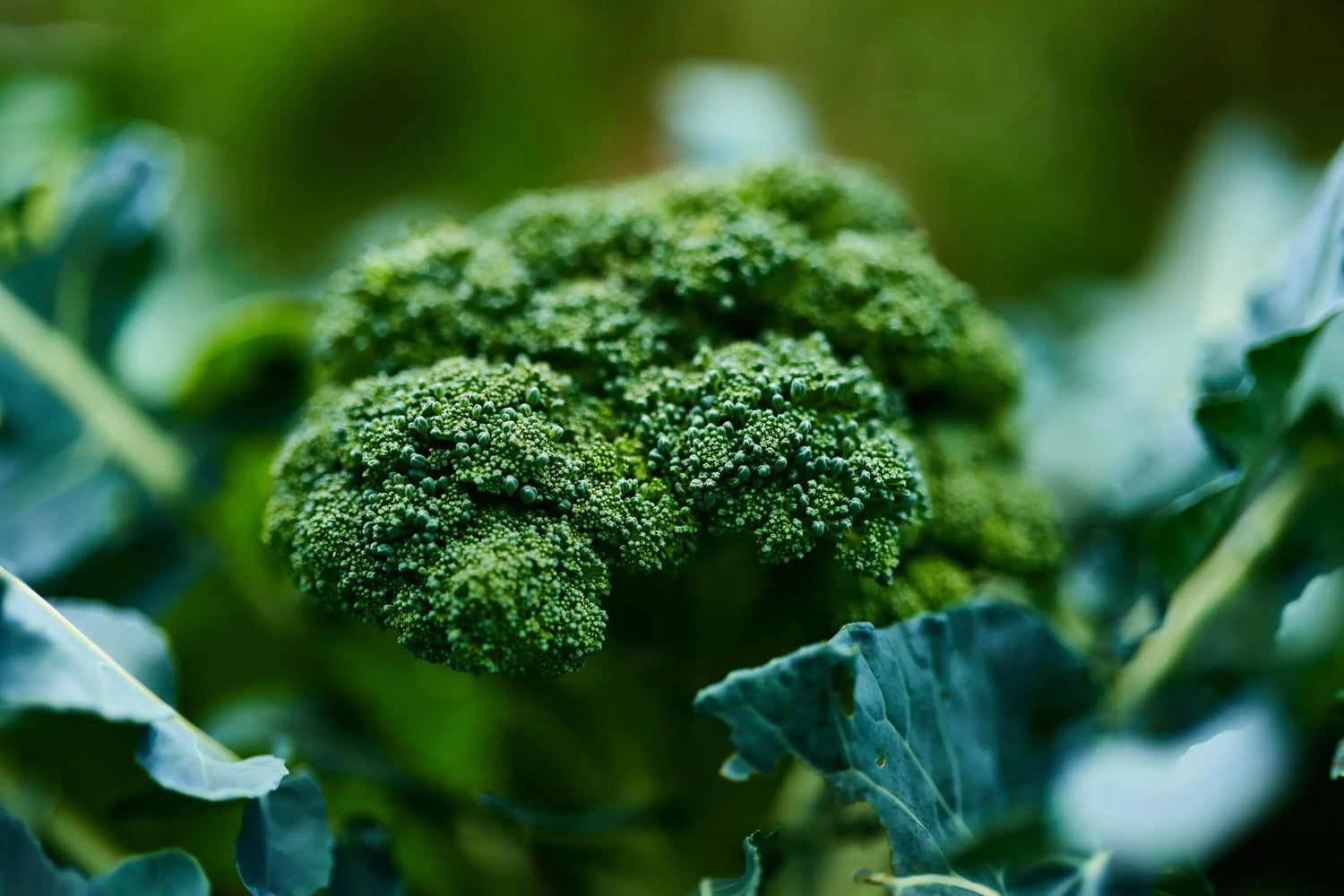 Broccoli head growing among green leaves, close-up with soft-focus garden background