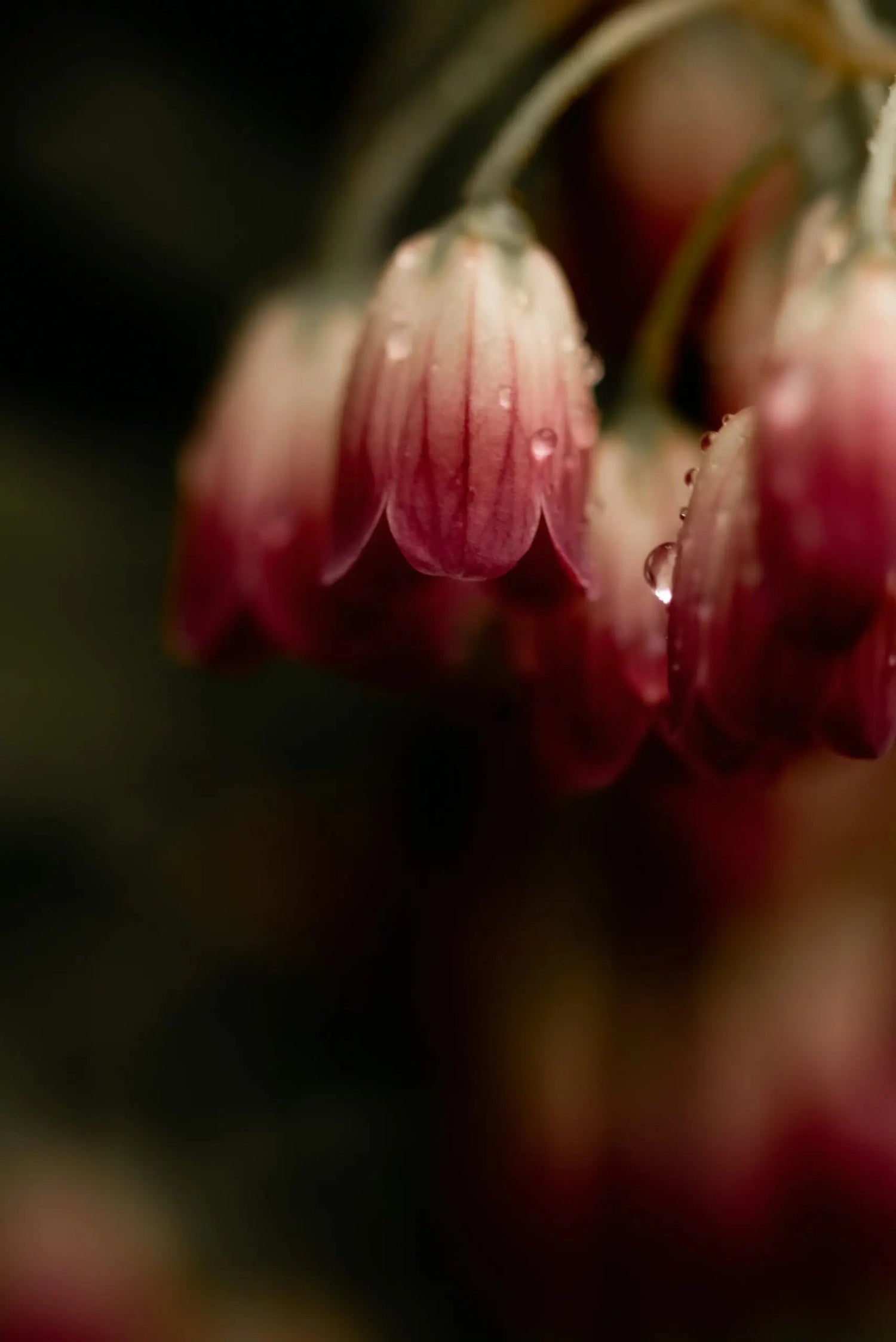 Close-up of pink bell-shaped flowers with water droplets against a dark blurred background