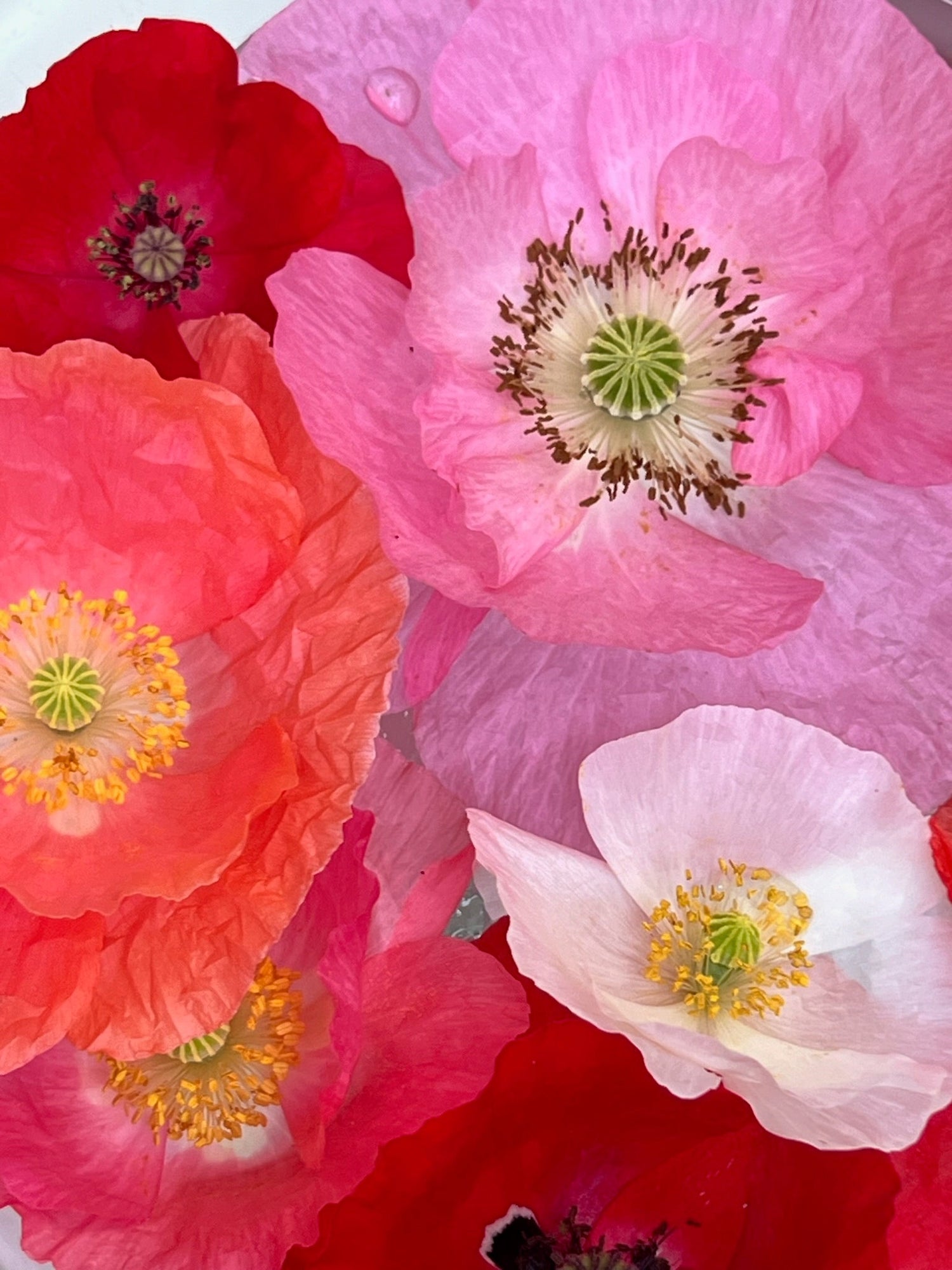 Close-up of mixed pink, coral, red, and white poppy blossoms filling the frame