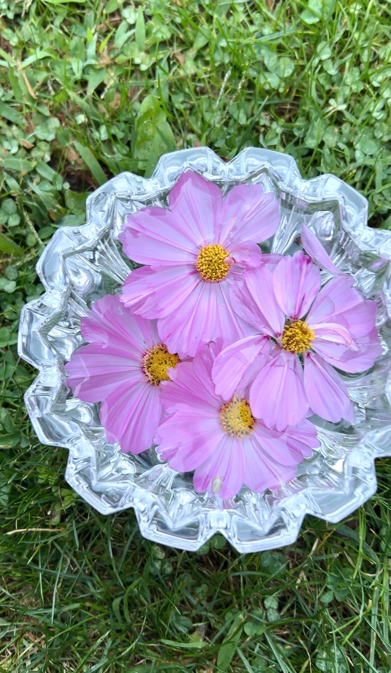 Pink cosmos flowers floating in a cut-glass bowl on grass