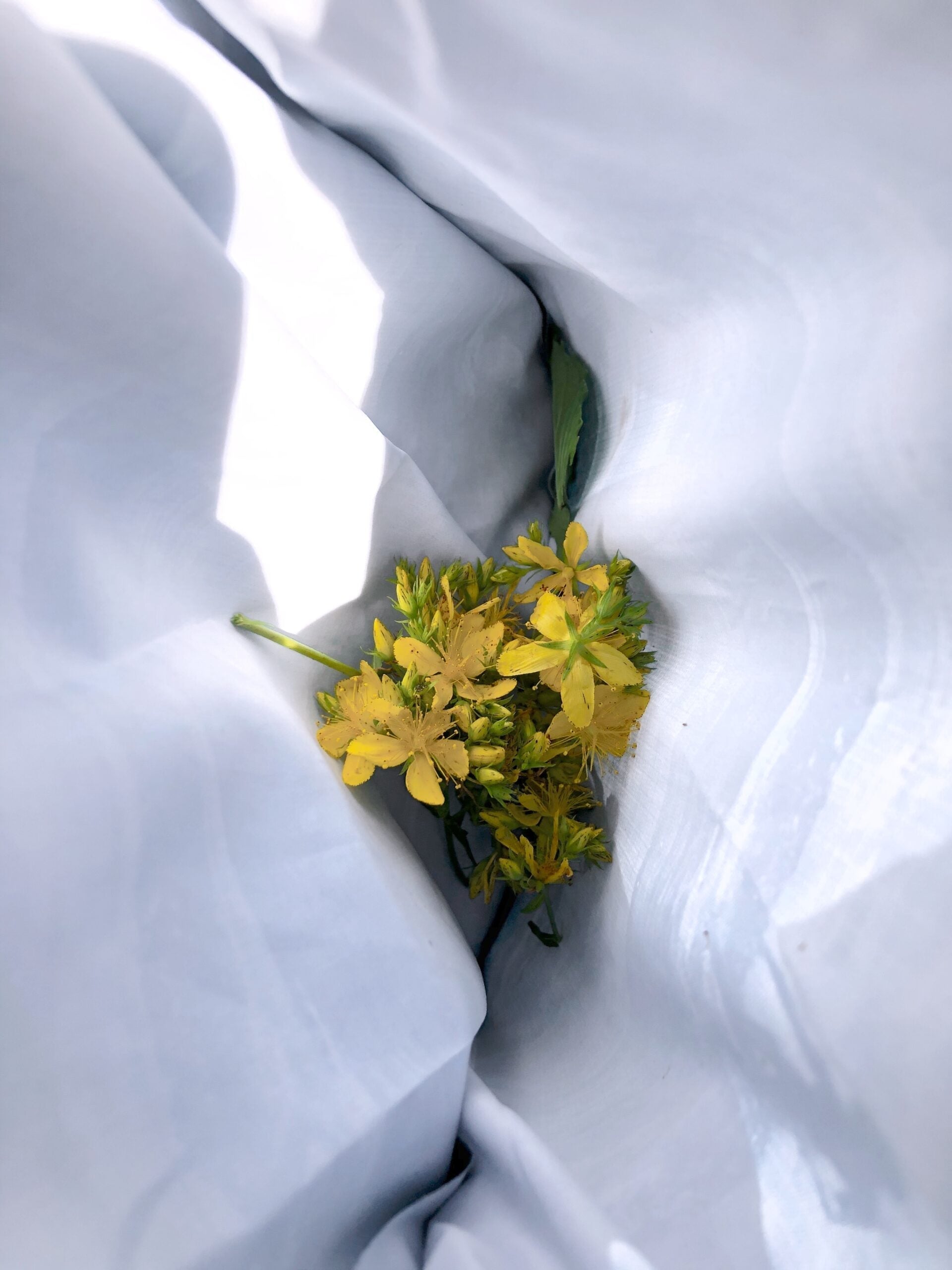 Cluster of St John’s wort yellow flowers resting in the folds of white fabric