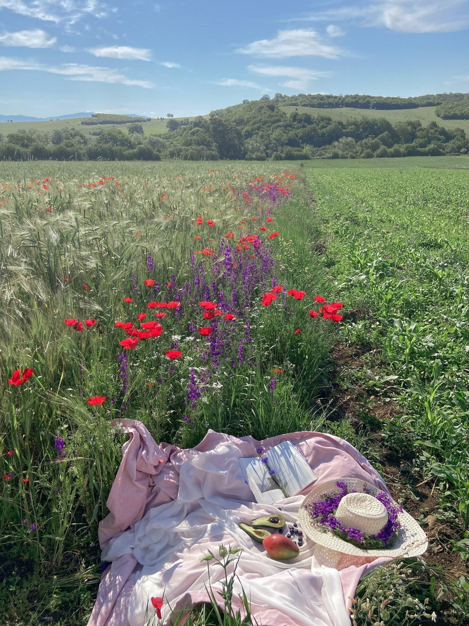 Picnic blanket with straw hat, open book, avocado and mango among red poppies and purple wildflowers in a sunny field