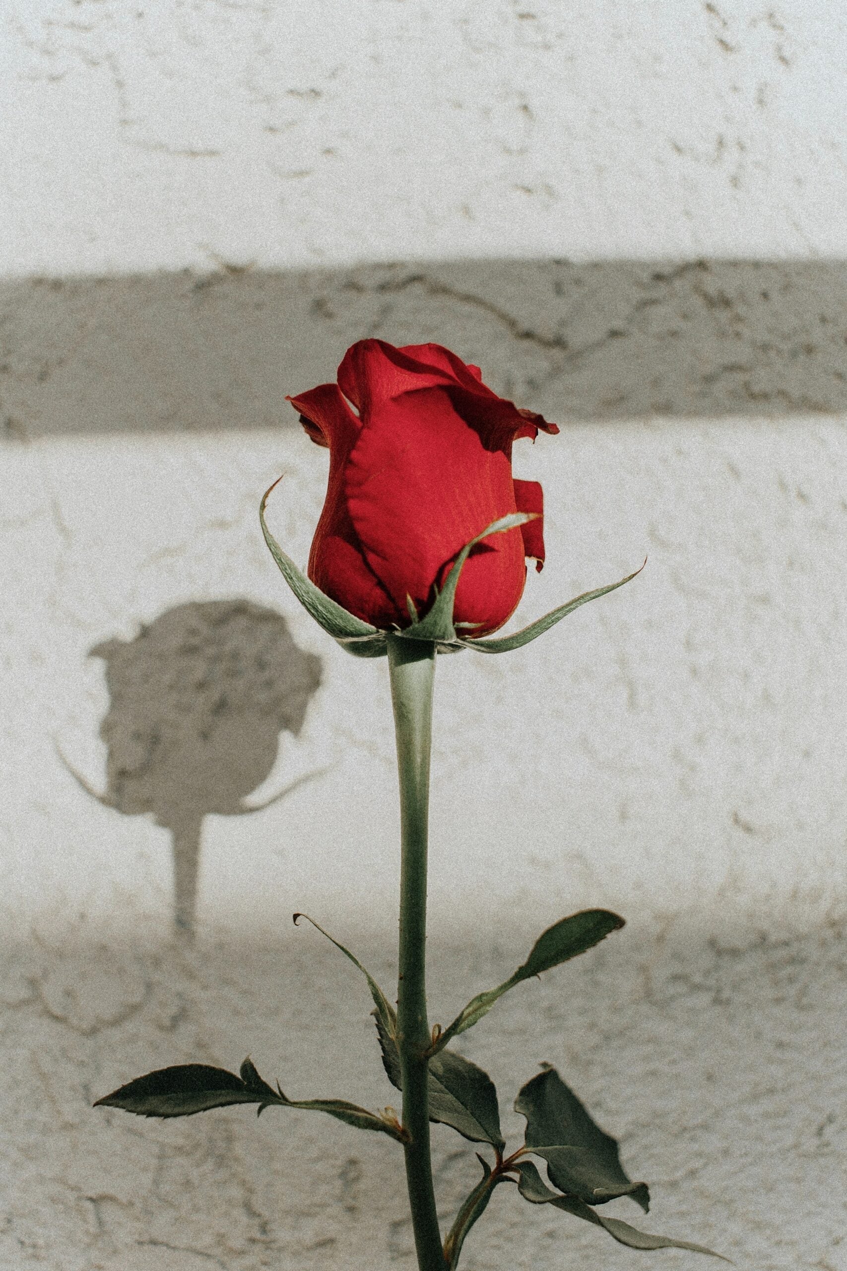 Single red rose bud casting a shadow on a textured white wall