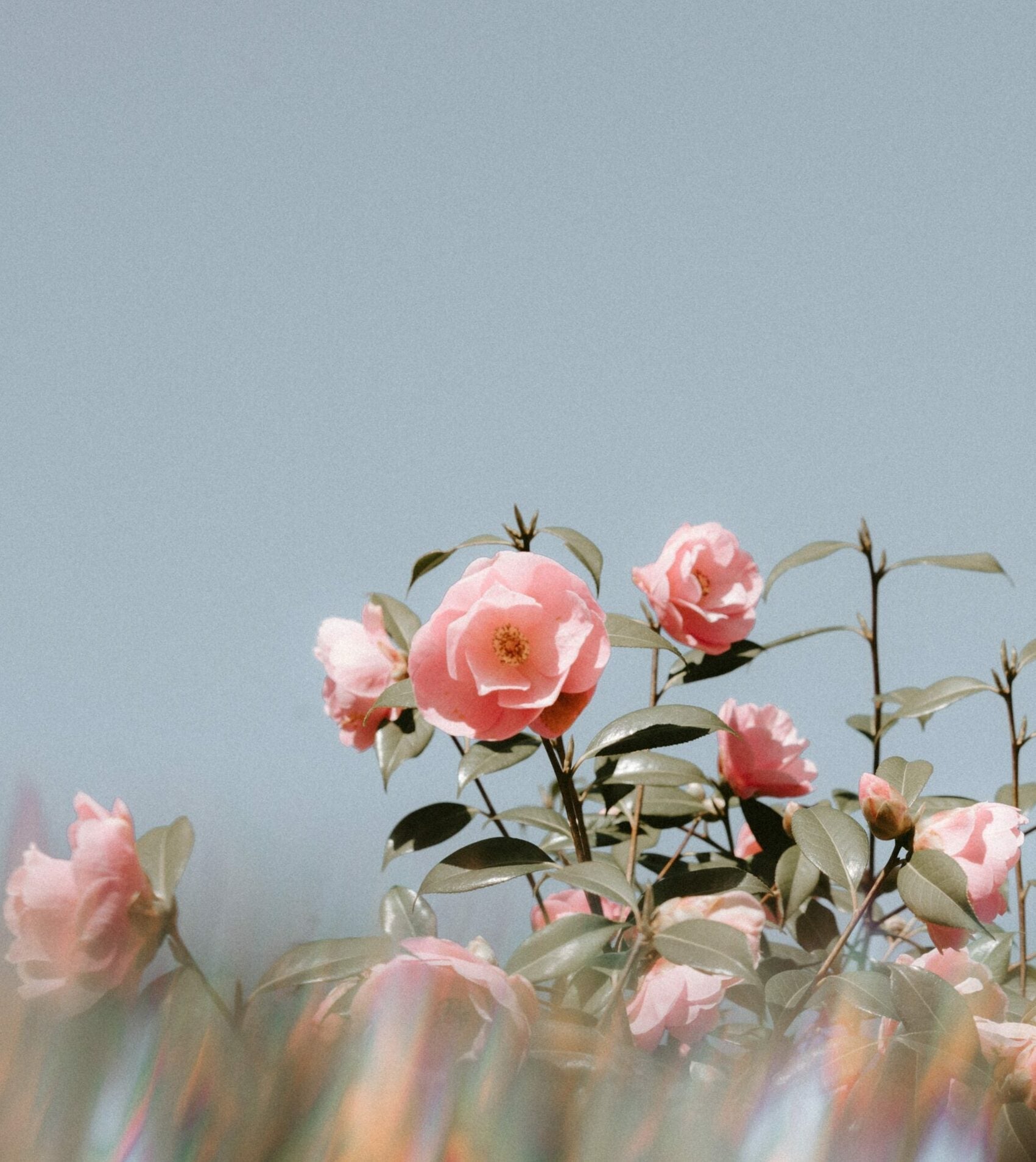 Pink camellia blossoms in soft focus against a pale blue sky with subtle rainbow light flares