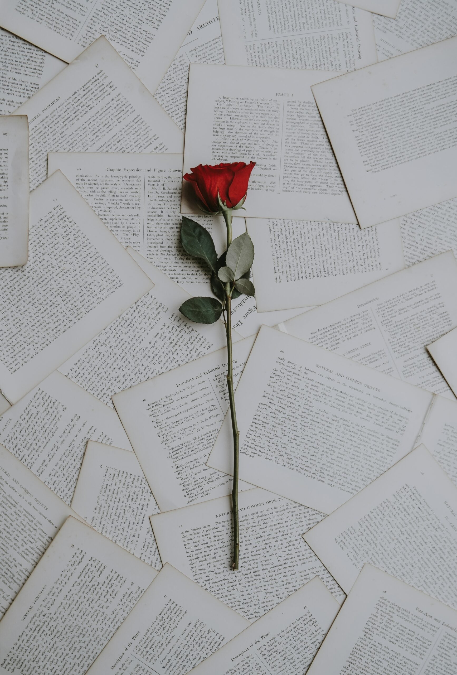 Single red rose lying on scattered open book pages