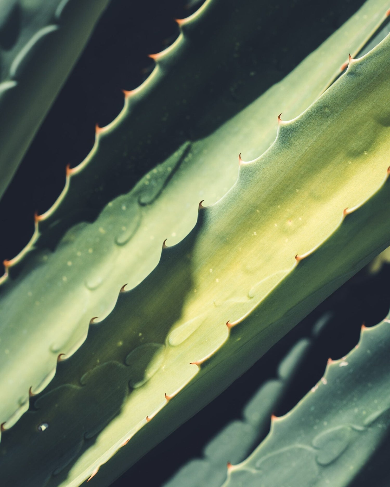 Close-up of aloe vera leaves showing serrated edges and water droplets