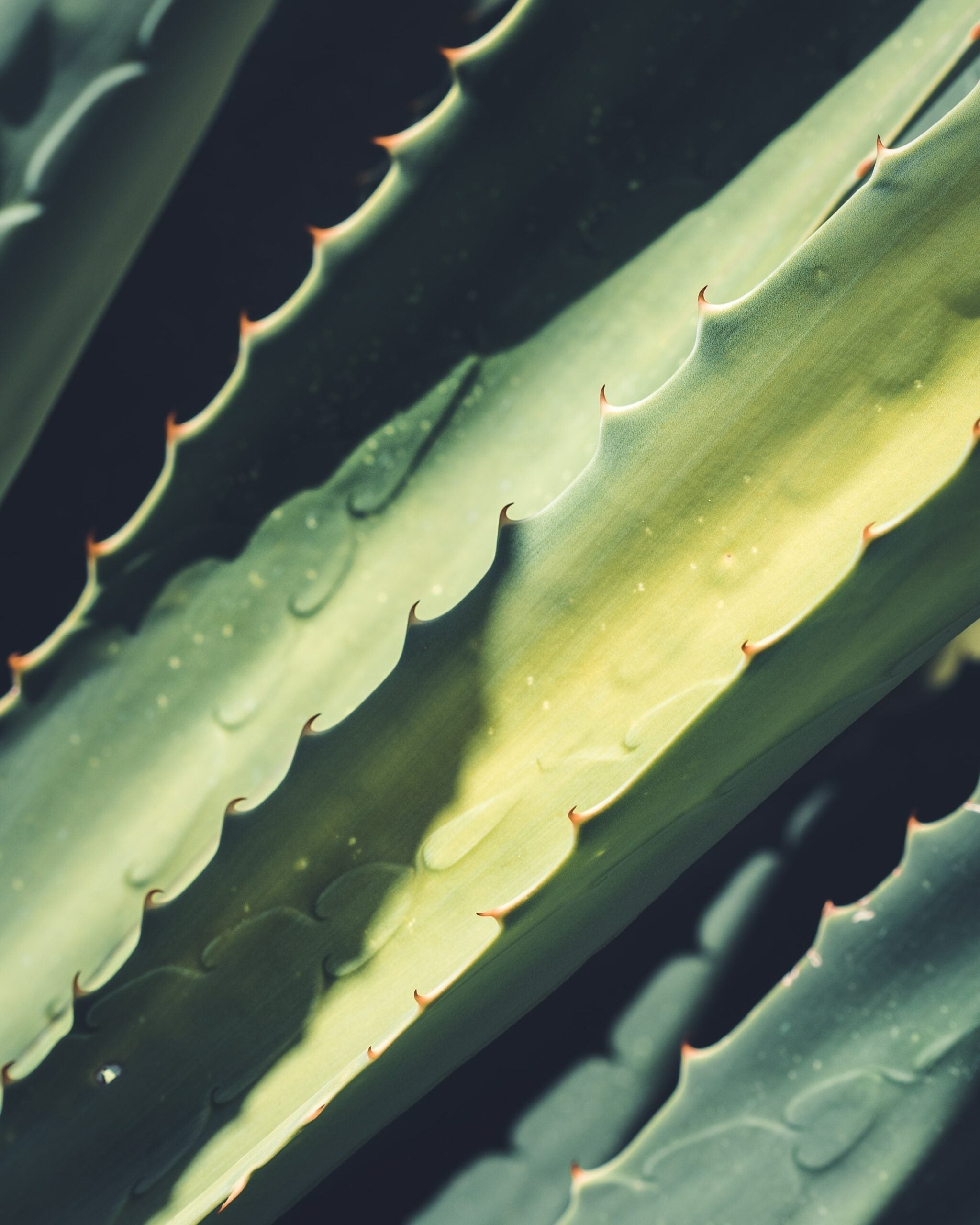 Close-up of aloe vera leaves showing serrated edges and water droplets