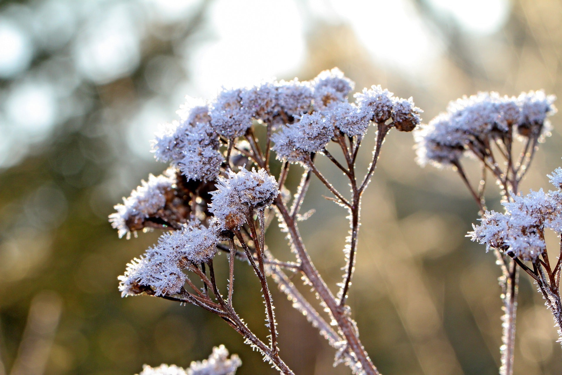 Frost-covered angelica seed heads glistening in backlit morning light