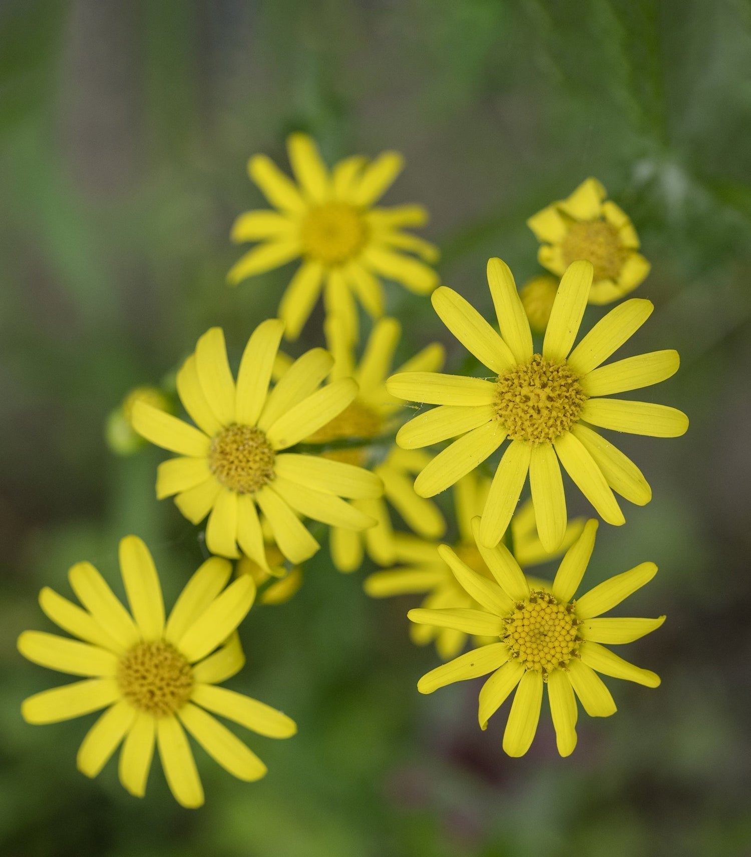 Close-up of arnica flowers showing bright yellow daisy-like petals and textured central discs against a soft green background
