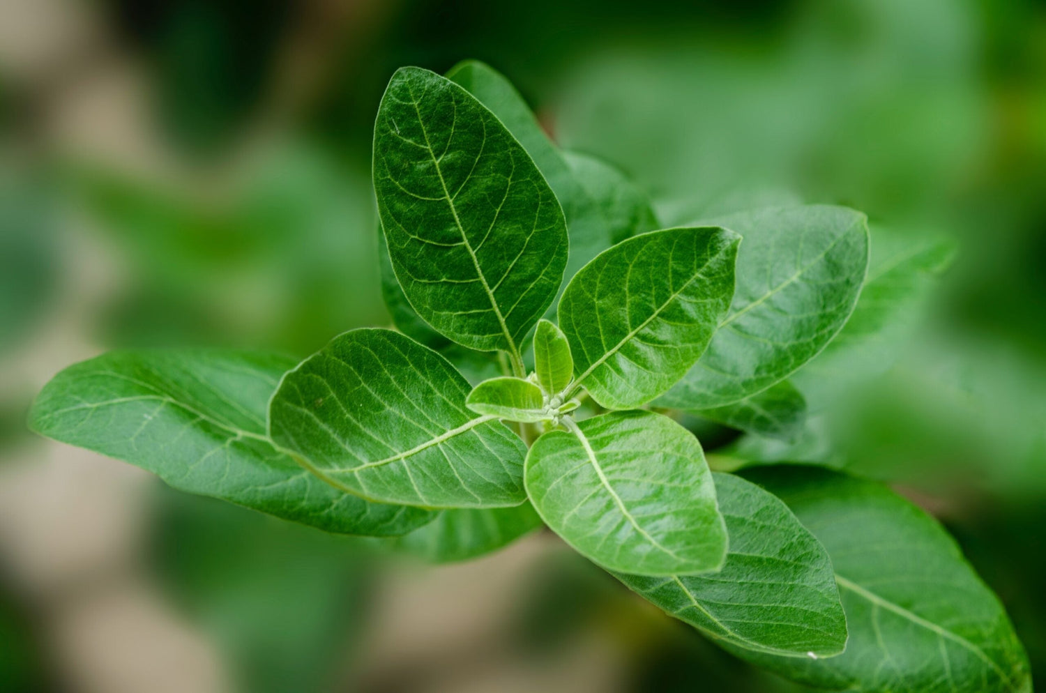 Top view of ashwagandha leaves showcasing prominent pale veins and a central new shoot with a soft blurred green background