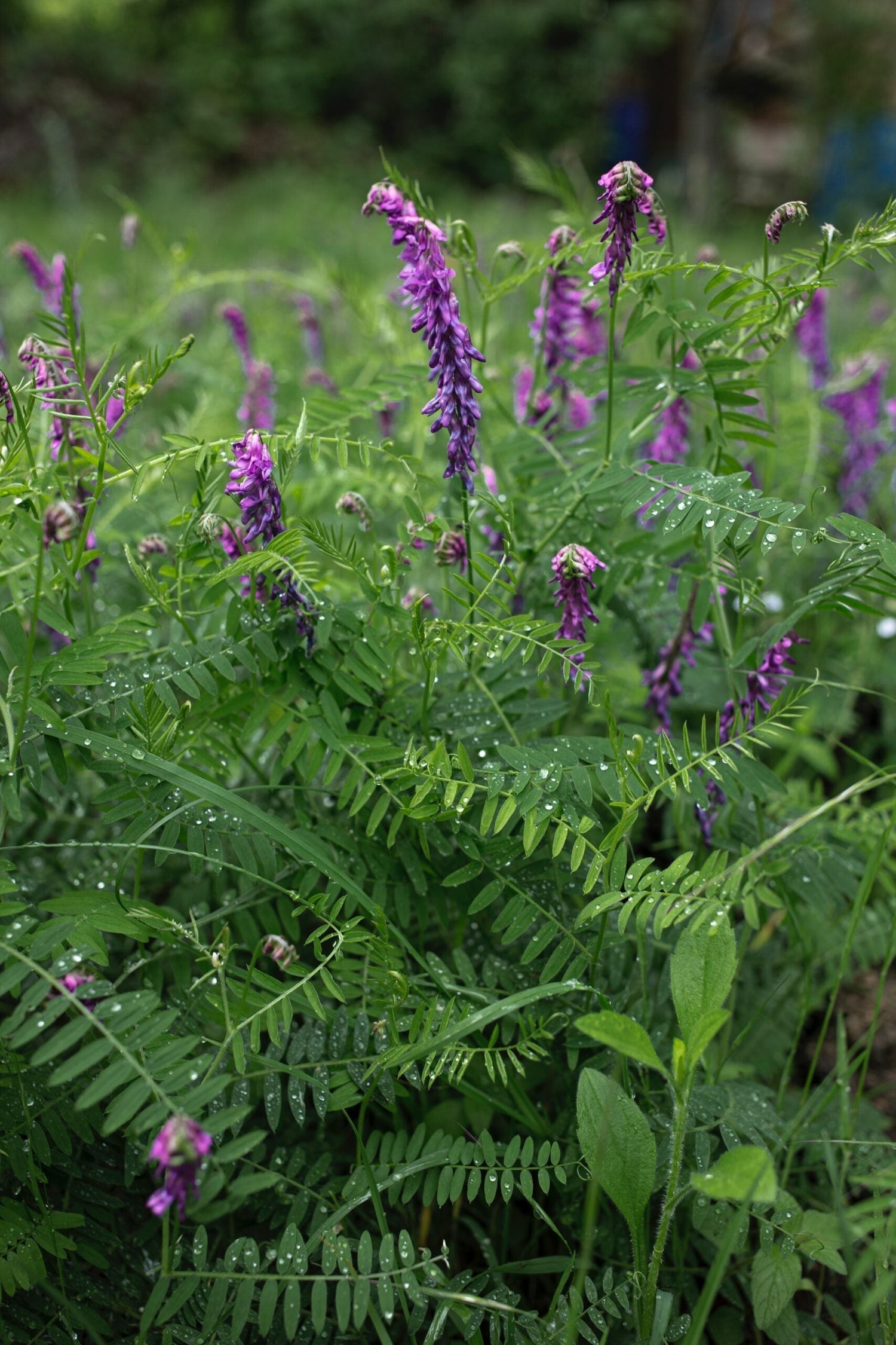 Purple astragalus flowers in bloom among green pinnate leaves with raindrops, close-up garden view