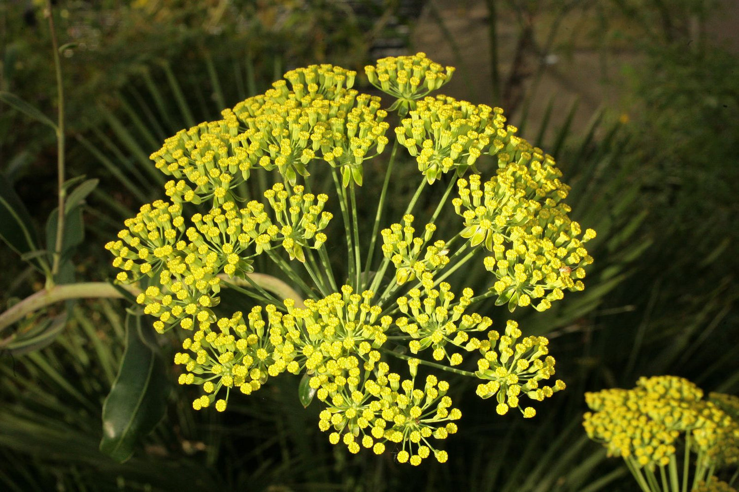 Bupleurum plant with umbrella-like clusters of small bright yellow flowers against green foliage