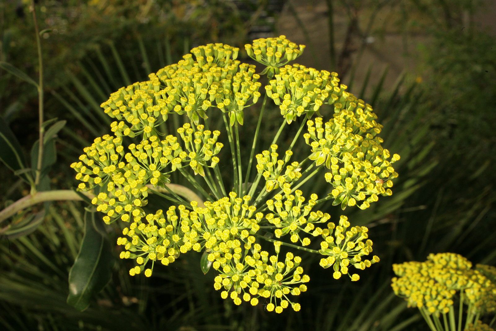 Bupleurum plant with umbrella-like clusters of small bright yellow flowers against green foliage