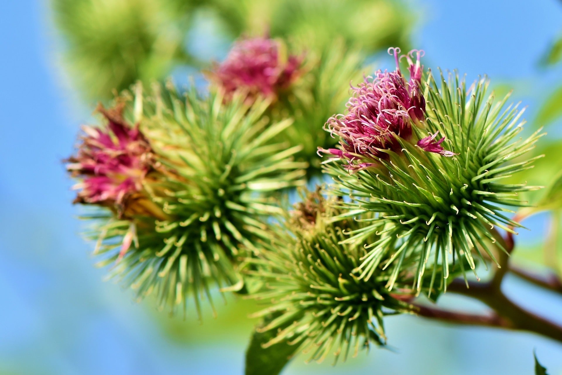 Close-up of burdock seed heads showing spiky green burrs with small pink flowers against a blue sky