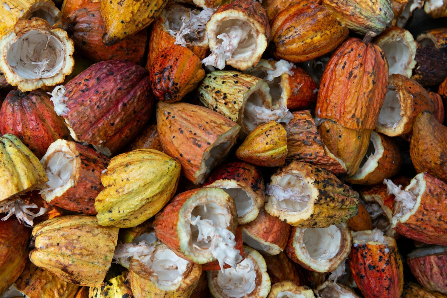 Split cacao pods revealing white pulp and seeds piled together