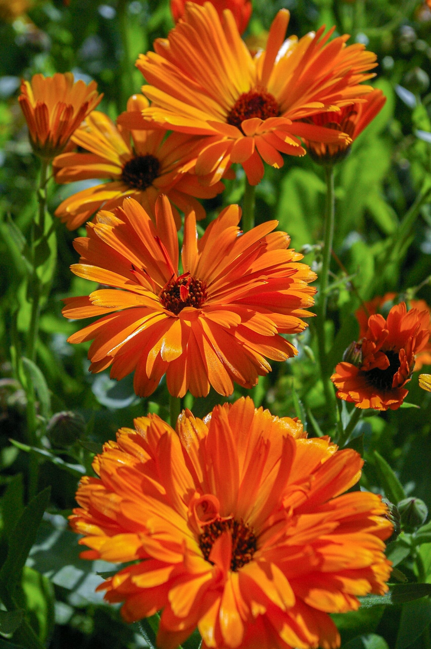 Close-up of bright orange calendula flowers showing layered petals and dark centers with green foliage background