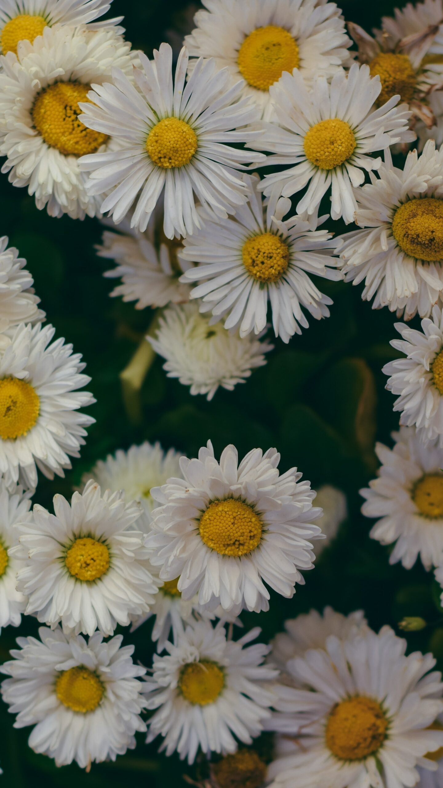 Close-up of chamomile flowers with white petals and yellow centers against a dark green background